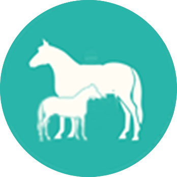 Reproducción asistida caballos en Murcia